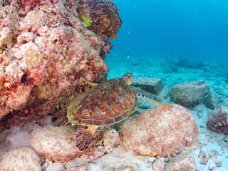 サンゴ礁をゆったりと泳ぐ大きく美しいアオウミガメ（ウミガメ科）。
英名学名：green sea turtles, Chelonia mydas
東京都伊豆諸島式根島-2024
