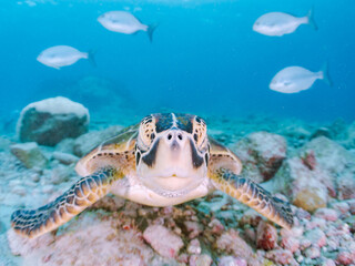 Fototapeta premium ゆったり泳ぐ美しく大きなアオウミガメ（ウミガメ科）。 英名学名：green sea turtle (Chelonia mydas) 美しいイスズミ（イスズミ科）の群れ他。 英名学名：Brassy Chub, Kyphosus vaigiensis 東京都伊豆諸島式根島-2024 