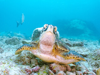 Obraz premium ゆったり泳ぐ美しく大きなアオウミガメ（ウミガメ科）。 英名学名：green sea turtle (Chelonia mydas) 美しいイスズミ（イスズミ科）の群れ他。 英名学名：Brassy Chub, Kyphosus vaigiensis 東京都伊豆諸島式根島-2024 