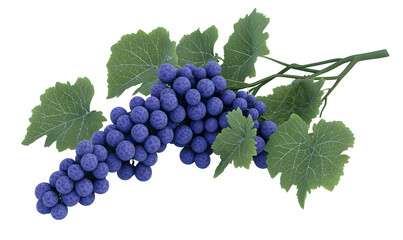 Fototapeta premium Ripe red grapes on vine, leaves, isolated background, food, wine