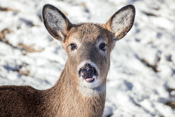 Whitetail Deer doe, with patch of snow on her nose,  is standing in a background of snowy winter