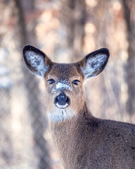 Whitetail Deer doe, with patch of snow on her nose,  is standing in a background of snowy winter