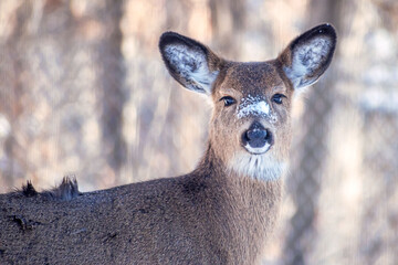 Whitetail Deer doe, with patch of snow on her nose, is standing in a background of snowy winter	
