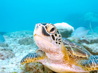 Obraz premium ゆったり泳ぐ美しく大きなアオウミガメ（ウミガメ科）。 英名学名：green sea turtle (Chelonia mydas) 美しいイスズミ（イスズミ科）の群れ他。 英名学名：Brassy Chub, Kyphosus vaigiensis 東京都伊豆諸島式根島-2024 
