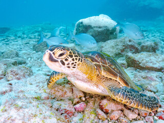 ゆったり泳ぐ美しく大きなアオウミガメ（ウミガメ科）。
英名学名：green sea turtle (Chelonia mydas)
美しいイスズミ（イスズミ科）の群れ他。
英名学名：Brassy Chub, Kyphosus vaigiensis
東京都伊豆諸島式根島-2024
