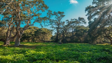 trees in the park