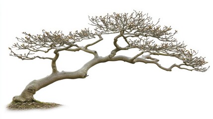 Fototapeta premium Bending elegance of a tree nature landscape artistic photography minimalist environment close-up perspective
