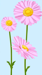 Fototapeta premium Pink daisies with yellow centers on blue background