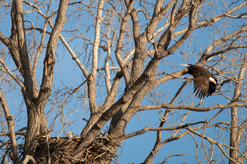 Bald Eagle flying from a nest
