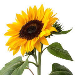 sunflower isolated on white