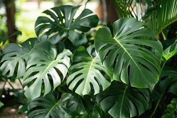 Lush Green Monstera Deliciosa Leaves in Tropical Setting