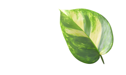 Variegated leaf, studio shot, green-white pattern, nature background, website design