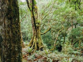 Dense, lush rainforest canopy. Sunlight filters through the thick foliage, illuminating the mossy tree trunks and ferns. Nature's beauty. , Lake Waikaremoana Track, Hawkes Bay, New Zealand