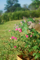 A beautiful pink rose bush in full bloom against a lush green blurred background, bathed in soft sunlight, creating a serene and natural garden scene. Selective focus