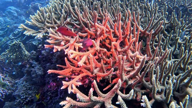 Papuan tobies and other tropical fish congregate around elkhorn coral.