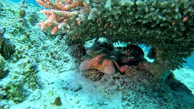 Redbreasted wrasse, eastern triangular butterflyfish and a granular sea star hide under a table coral on a reef.
