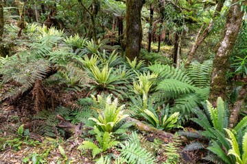 Dense fern forest floor, vibrant green ferns thrive amidst fallen logs. Nature's artistry. , Lake Waikaremoana Track, Hawkes Bay, New Zealand © Zenstratus