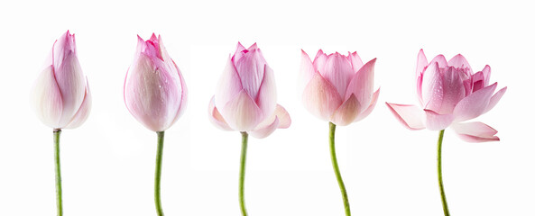 Lotus flowers and buds isolated on white background