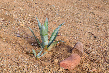 Blue Agave and its sprout at xeriscaped desert style roadside in Phoenix, Arizona in Winter

