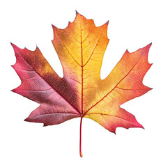 Fototapeta premium Maple leaf with vibrant autumn colors, isolated on white. Nature and seasonal change concept