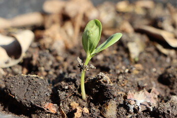 sprouted cluster bean growing out, Seedling growth in soil, agricultural concept