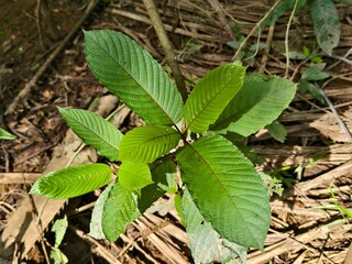 mitragyna speciosa leaves in the morning