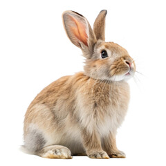 Obraz premium Cute Brown Bunny Rabbit Isolated White Background - Pet photography
