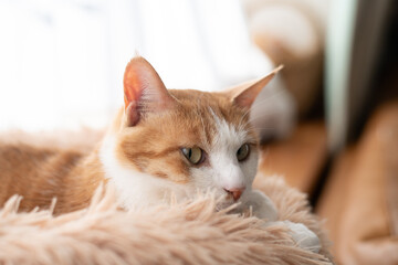 窓辺でくつろぐ可愛い猫　茶トラ白	