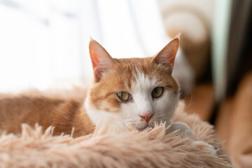 窓辺でくつろぐ可愛い猫　茶トラ白	