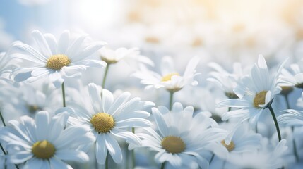 Fototapeta premium up white flowers border