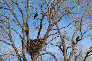 Bald Eagles sitting in a tree by a nest