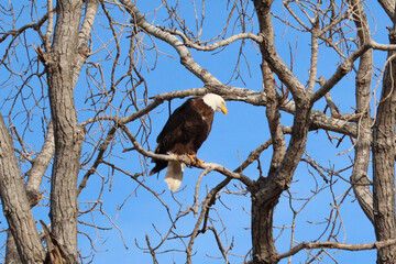 Bald Eagle sitting on a tree branch