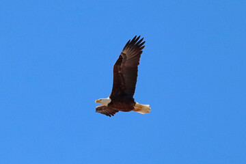 Bald Eagle Flying
