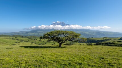 Fototapeta premium Lone tree in grassy field, mountain backdrop, peaceful nature scene, ideal for travel brochures