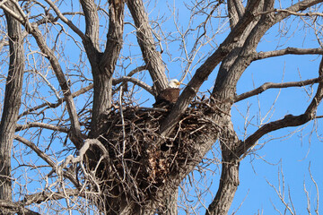 Bald Eagle sitting in nest