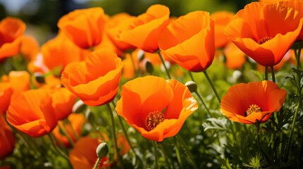 Obraz premium contrast orange nature