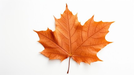 Fototapeta premium nature fall leaf isolated on white