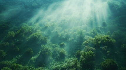 Fototapeta premium Sunbeams Illuminate Lush Green Forest Canopy