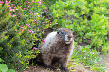 Groundhog on the ground. Rodent animal woodchuck. Rodent marmot animal. Wildlife nature. Marmot capybara. Marmot wild groundhog. Woodchuck rodent. Capybara outside. Wild animal in nature