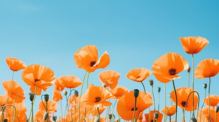 Obraz premium vibrant blue and orange header