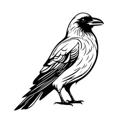 Fototapeta premium vector illustration of a bird