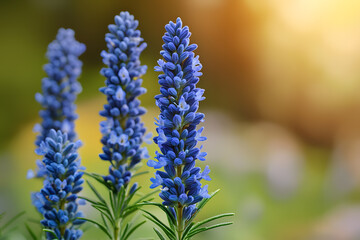 A misty forest clearing with a lone rosemary plant, bathed in ethereal light, revealing hidden glyphs on its leaves.