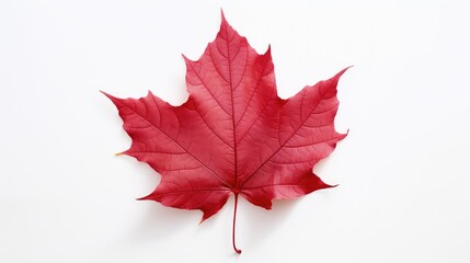 Obraz premium nature fall leaf on white