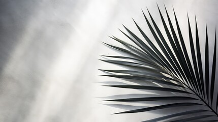 Obraz premium image palm leaf outline