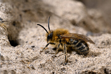 Frühlings-Seidenbiene // spring mining bee (Colletes cunicularius)