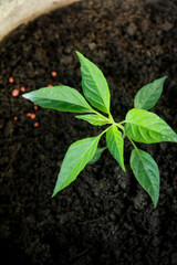 Small chili plants that live in small pots and are planted in fertile black humus soil, gardening around the house, gardens in the yard, green house concept