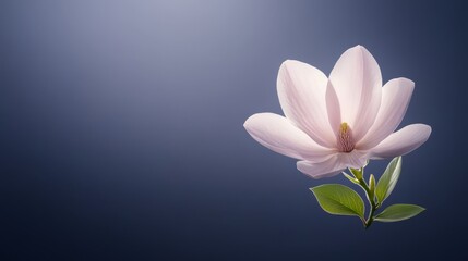 Vibrant pink flower on a blue background, stunning closeup of nature's beauty