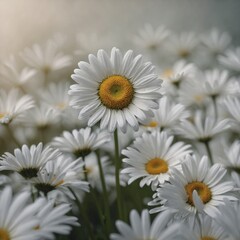Fototapeta premium daisies in a garden