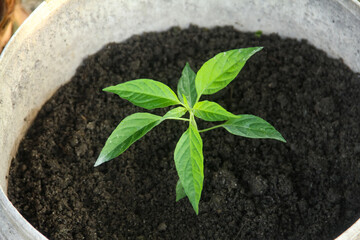 Small chili plants that live in small pots and are planted in fertile black humus soil, gardening around the house, gardens in the yard, green house concept