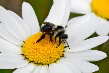 Obraz premium Graue Sandbiene // Ashy mining bee (Andrena cineraria)